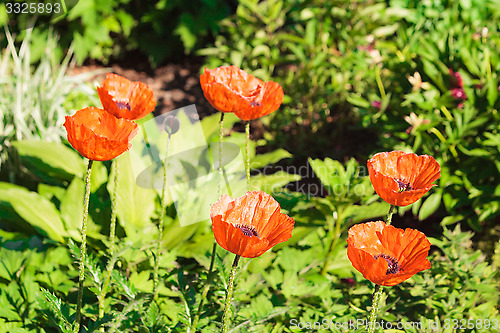 Image of Close up of red poppies