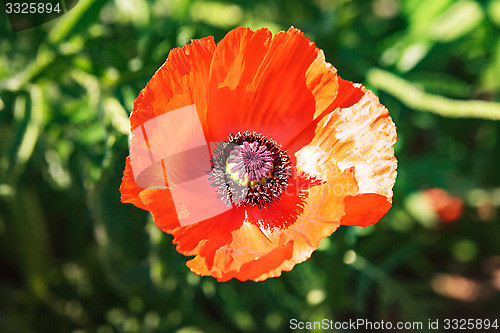 Image of Single colorful red poppy