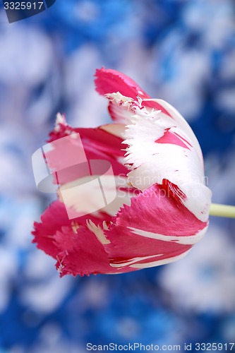 Image of Red tulips on blue and white background