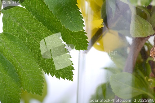 Image of green leaf background