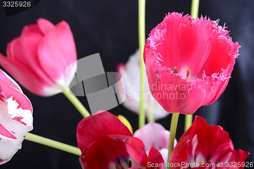 Image of Close up image of tulip on black, flowers