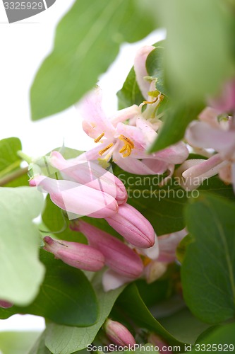 Image of Green leaves and spring flowers close up 