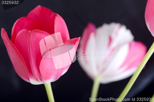 Image of Red tulips on black, flowers