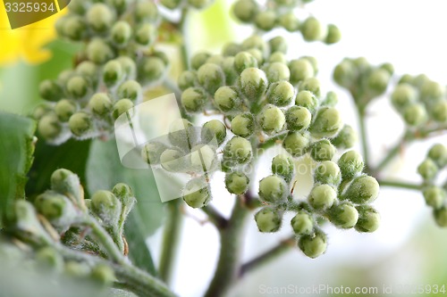 Image of green leaves background close up