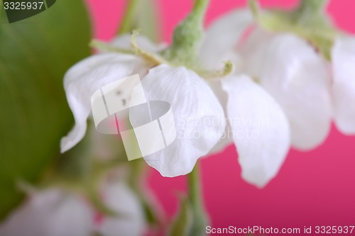 Image of flower on blossoming apple tree close up in spring