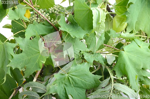 Image of green leaf background