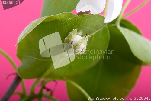 Image of flower on blossoming apple tree close up in spring