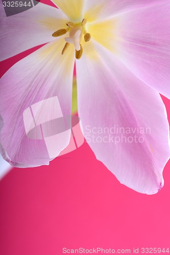 Image of Close-up single tulip flower