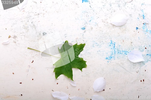 Image of ornate floral background and green leaf