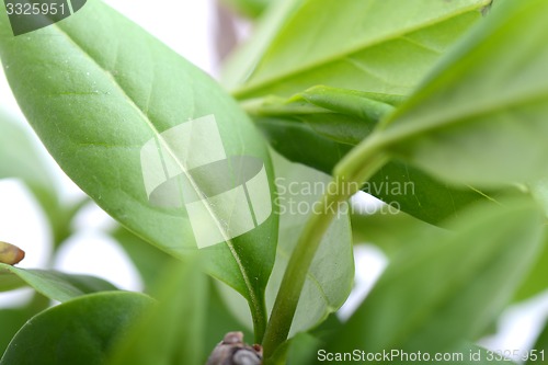 Image of green leaf background