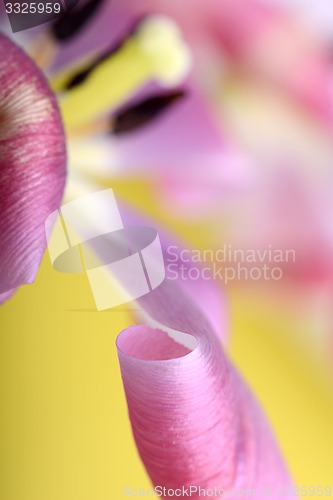 Image of red tulips against a yellow background, close up flowers