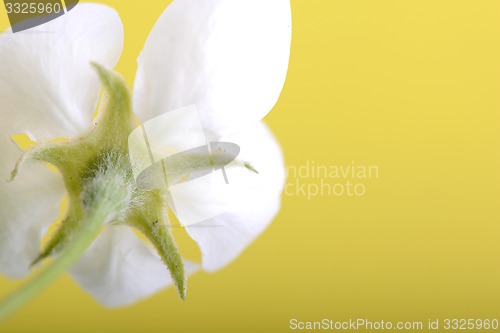 Image of apple blossoms in spring on white background