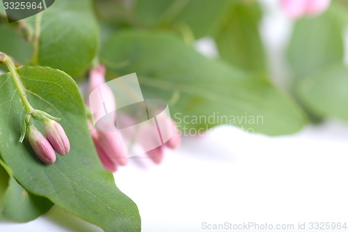 Image of Green leaves and spring flowers close up 