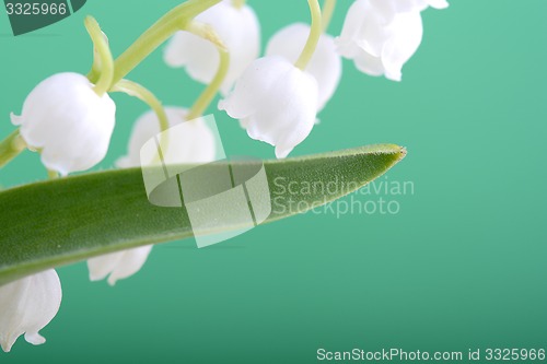 Image of close up white flowers of lilac