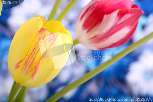 Image of Yellow tulips close upclose up to red tulips