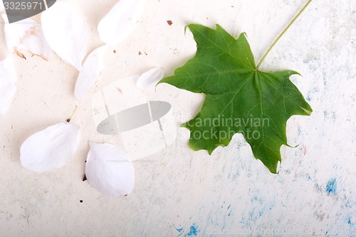 Image of ornate floral background and green leaf