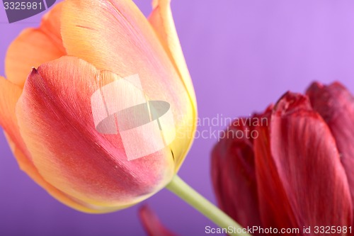 Image of Beautiful red tulips, close-up flowers