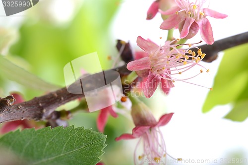 Image of Spring Cherry blossoms, pink flowers.