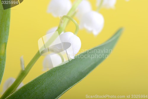 Image of close up white flowers of lilac