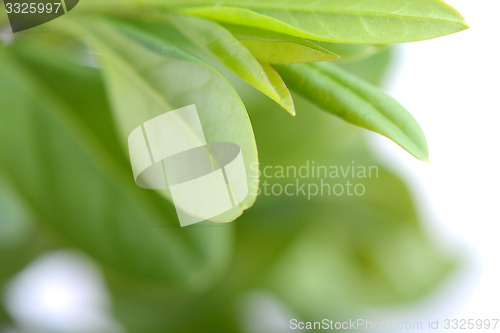 Image of green leaf background