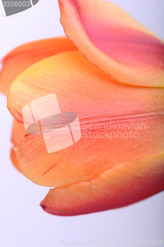 Image of Close up beautiful red tulip flower
