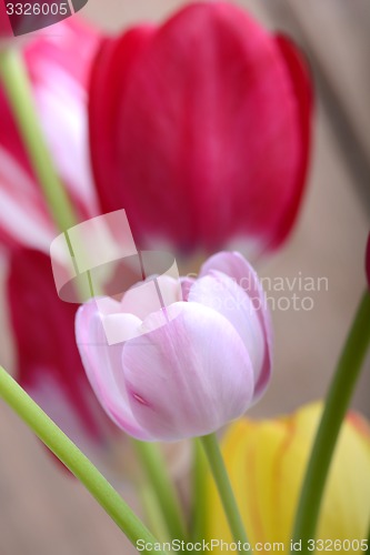Image of close up to red tulips, close up flowers
