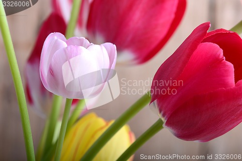 Image of close up to red tulips, close up flowers