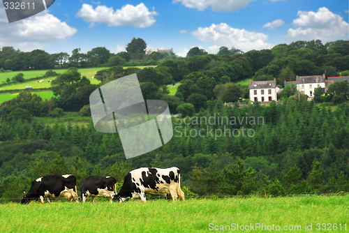 Image of Cows in a pasture