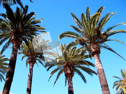 Image of palm trees