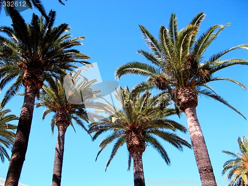 Image of palm trees