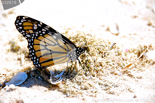 Image of Monarch butterfly