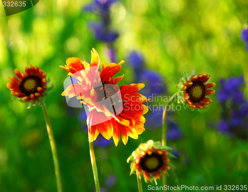 Image of Indain blanket flowers