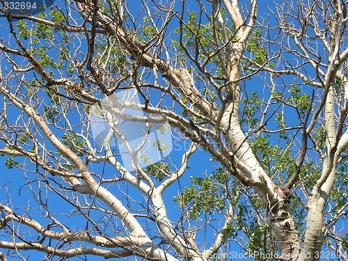 Image of Birch branches in the blue sky