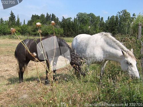 Image of camargue horses