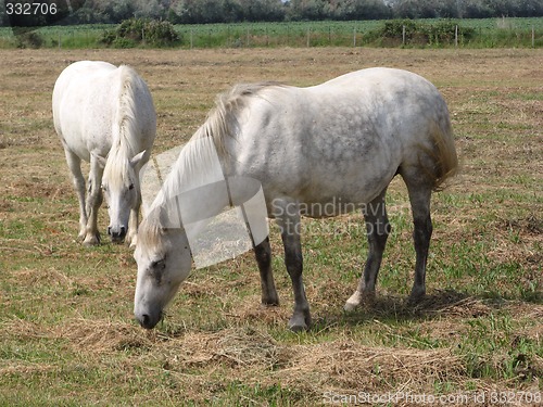 Image of camargue horses