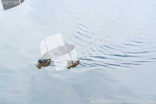 Image of swimming ducks