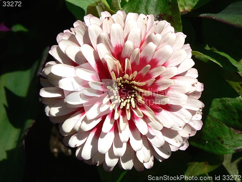 Image of White and Pink Flower 1