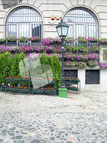 Image of flower and shrub plant dispaly bohemian quarter of Skadarlija Be