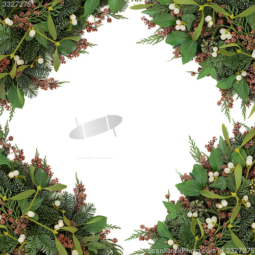 Image of Mistletoe Beauty