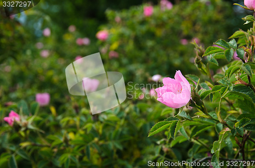 Image of Bright pink wild rose