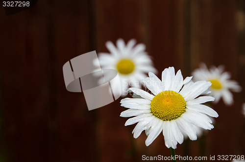 Image of Fresh white daisy