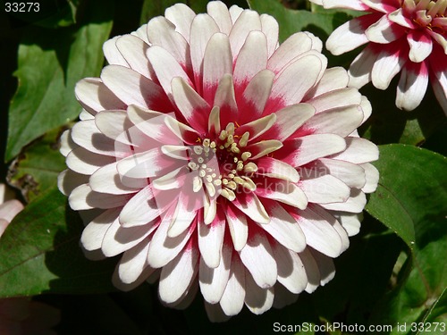 Image of White and Pink Flower 2