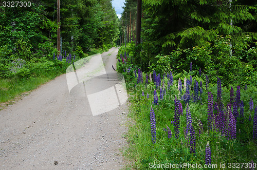 Image of Colorful country road