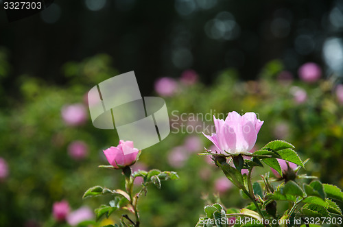 Image of Shiny pink wild rose