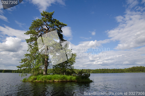 Image of Big pine tree at small island