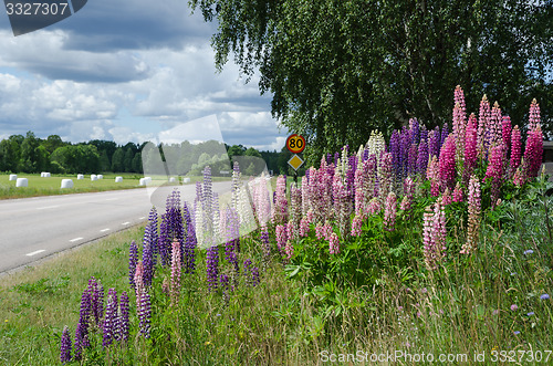 Image of Countryside with lupines