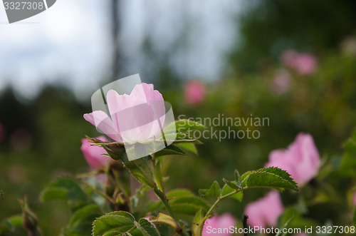 Image of Pink wild rose closeup
