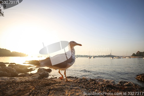 Image of Seagull at sunset