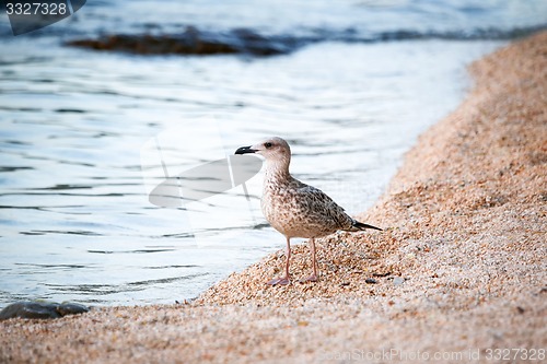 Image of Bird standing on shore 