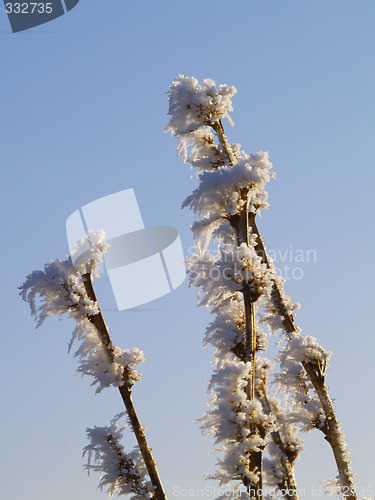 Image of Frost